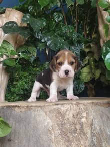 Pure Breed Beagle Puppy (M) 