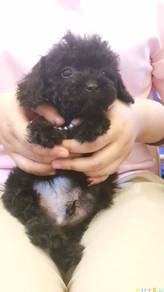 Maltipoo