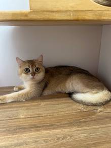 British Short Hair Golden