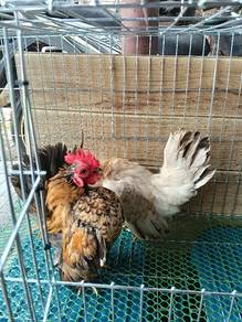 Ayam serama 