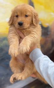 Golden Retriever puppies 25