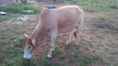 Lembu jantan cukup umur