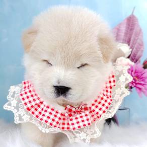 Chow Chow