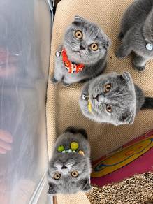 British shorthair Scottish fold