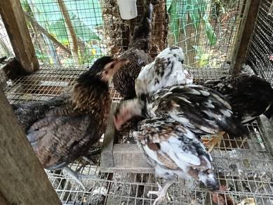 Anak Ayam Kampong Ori