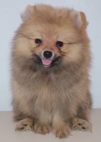 i51 Cute Pomeranian Puppy