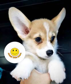 C500 Welsh Corgi little sweetheart puppy pet