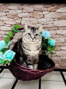 Maine coon mix