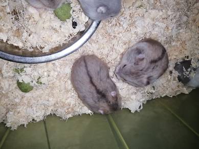 Hamster Campbell argente re