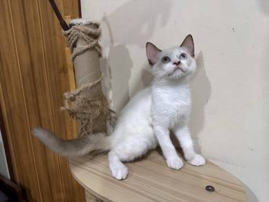 Cat Kitten