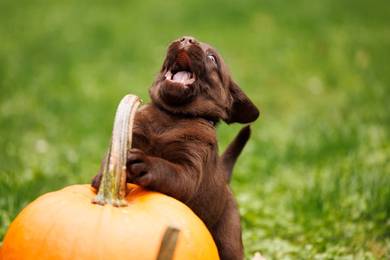 Labrador retriever puppies 