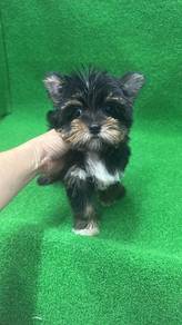 约克夏男
Yorkie
Male
M-1
Dob : 06-06-26