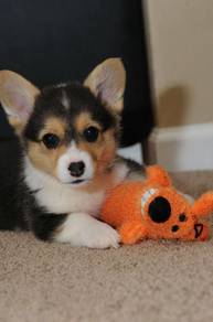 A9810 Yippy Corgi Lovely Round Body Companian Pupp