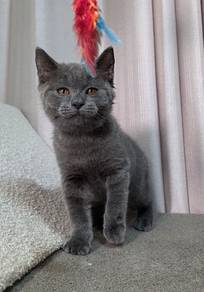 British Shorthair Male Kitten 