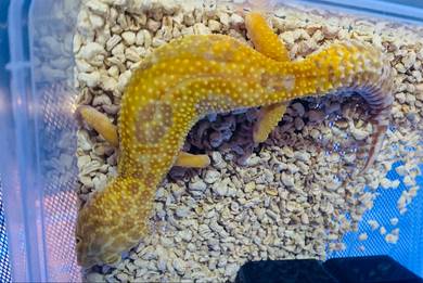 Leopard Gecko - Temper