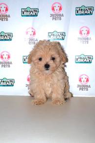 C23 Cute Maltipoo Puppy