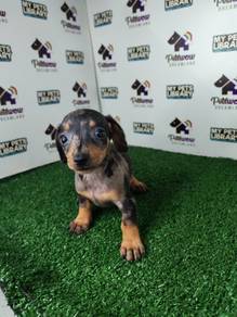 Miniature Dachshund grey dapple