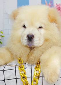 Chow Chow