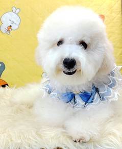 Maltipoo