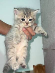 BSH kitten (male)