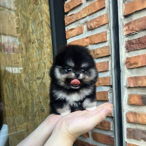 teacup pomeranian 2