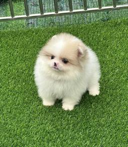 POMERANIAN PUPPIES A196 🌻 Sort of shine Boy~Girl