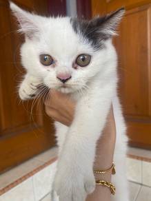 BSH MIX Kitten For Sale