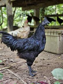 ayam cemani / hitam (sepasang)