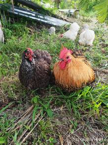 Ayam pekin