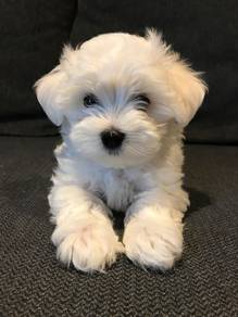 Wigglebutt Poodle Little Bear Puppy Dog