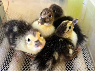 itik jambul ,crested 🦆 duck