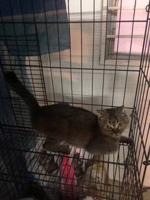 scottish fold x bsh