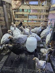 ayam belanda (sepasang)