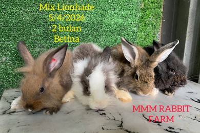 Mix Lionhade