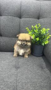 Pure Breed Mini Pomeranian (Female) 纯种迷你博美 女生