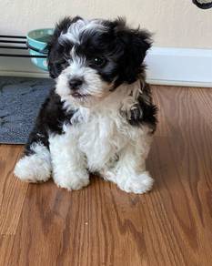 G9468 Jumpy Shihpoo Round Eyes Puppy Puppy Dog