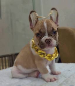 FRENCH BULLDOG PUPPIES FB262🌻Cute Puppy Available