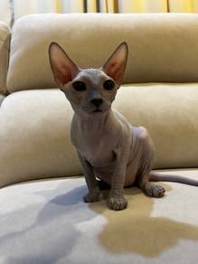 sphynx hairless cat kucing manja