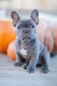 Frenchie male and female blue color