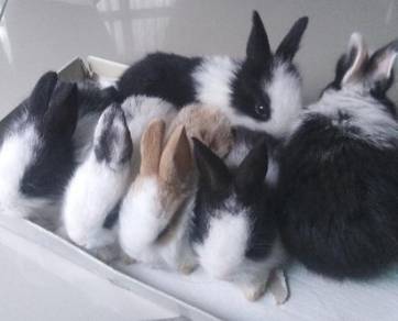 4 Weeks old mix rabbit