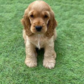 Cocker spaniel
