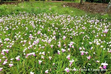 Arundina Graminifolia / Bamboo Orchid
