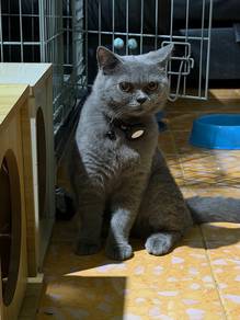 Kitten Pure BSH Male