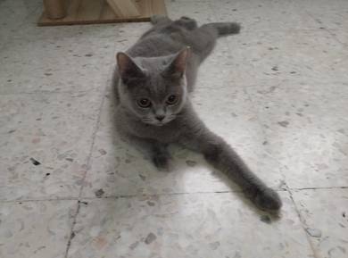 british short hair blue female