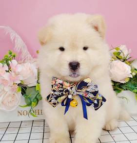 Chow Chow