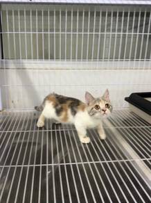 Kucing kaki pendek Munchkin