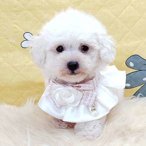 Poodle