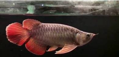 Super red short body 13 inch -wholesale
