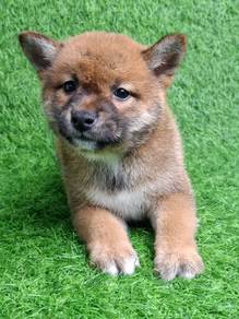Mame inu
