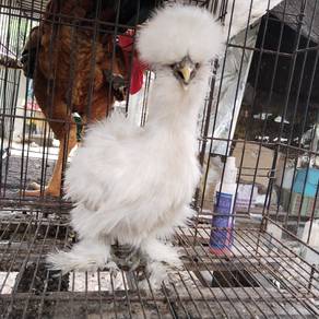 ayam american silkie ,american silkie chicken